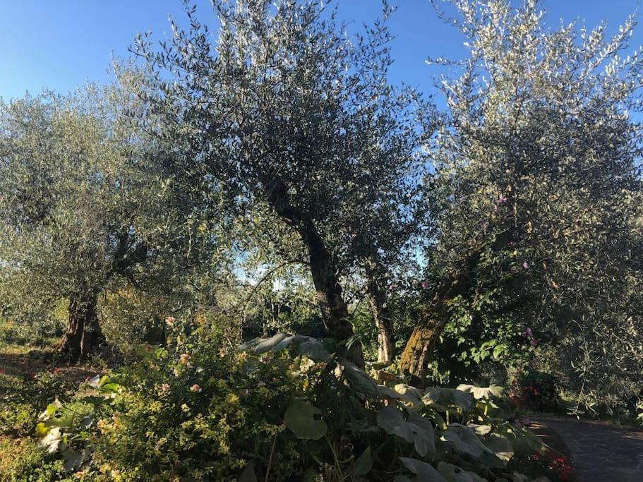 Villa La Vigna Agriturismo Siena Exterior foto